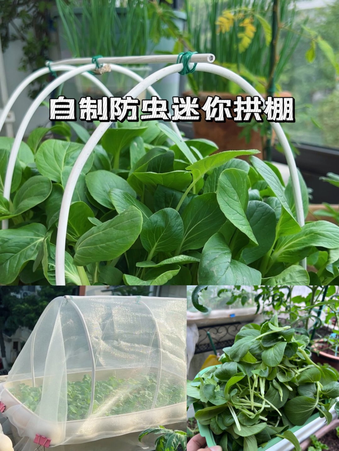防虫网是智商税?111条评论吵明白了:防不住虫的人,大多栽在这3个坑里