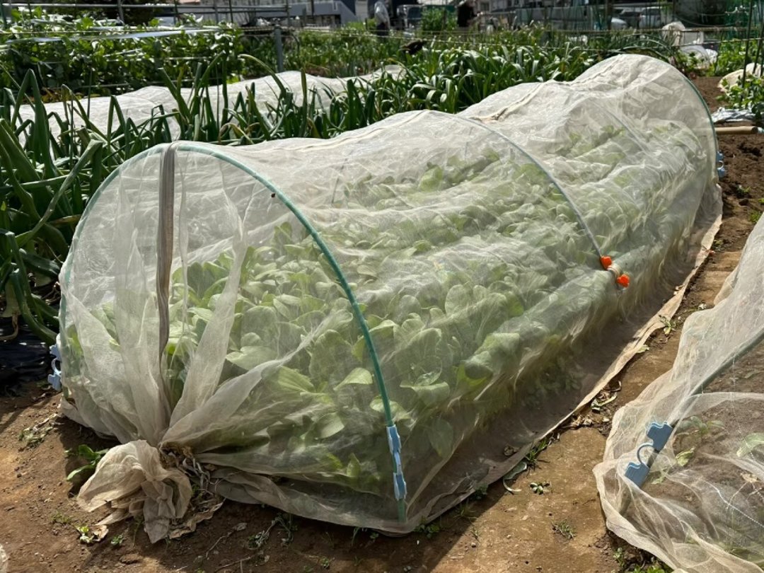 防虫网是智商税?111条评论吵明白了:防不住虫的人,大多栽在这3个坑里