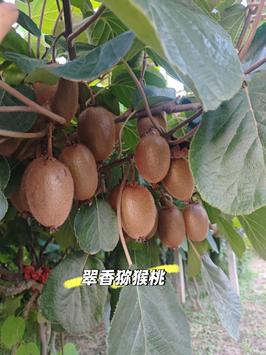 头茬红心猕猴桃开卖了，产地人却在劝