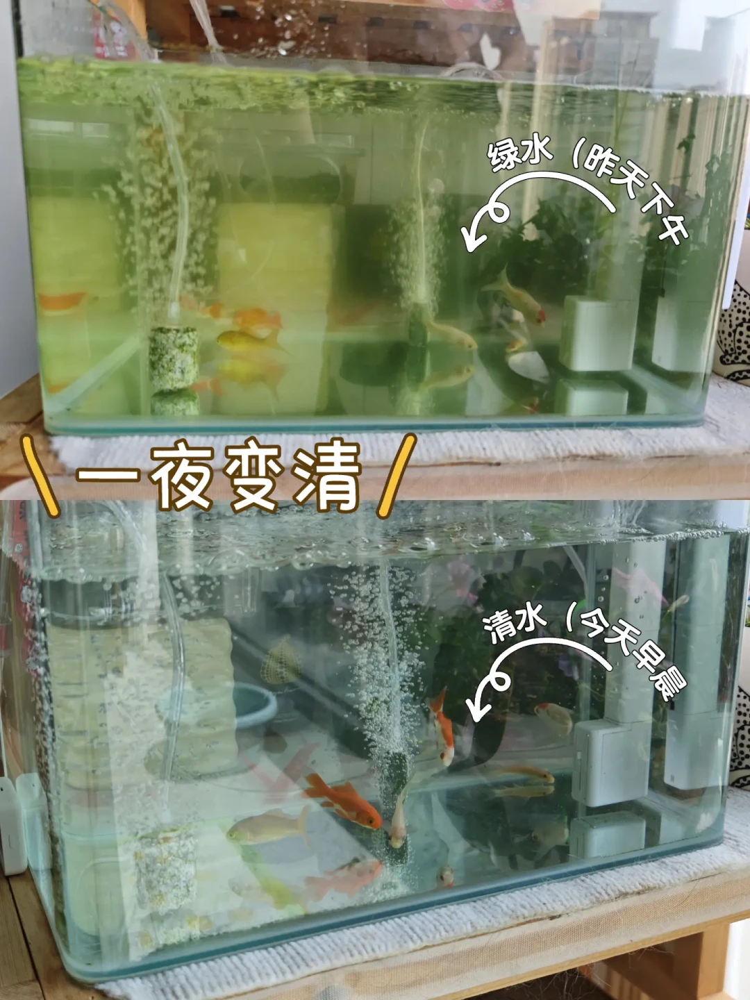 你急着除的这缸绿水,有人正发帖花钱买:8月处理绿水前,先问三个问题