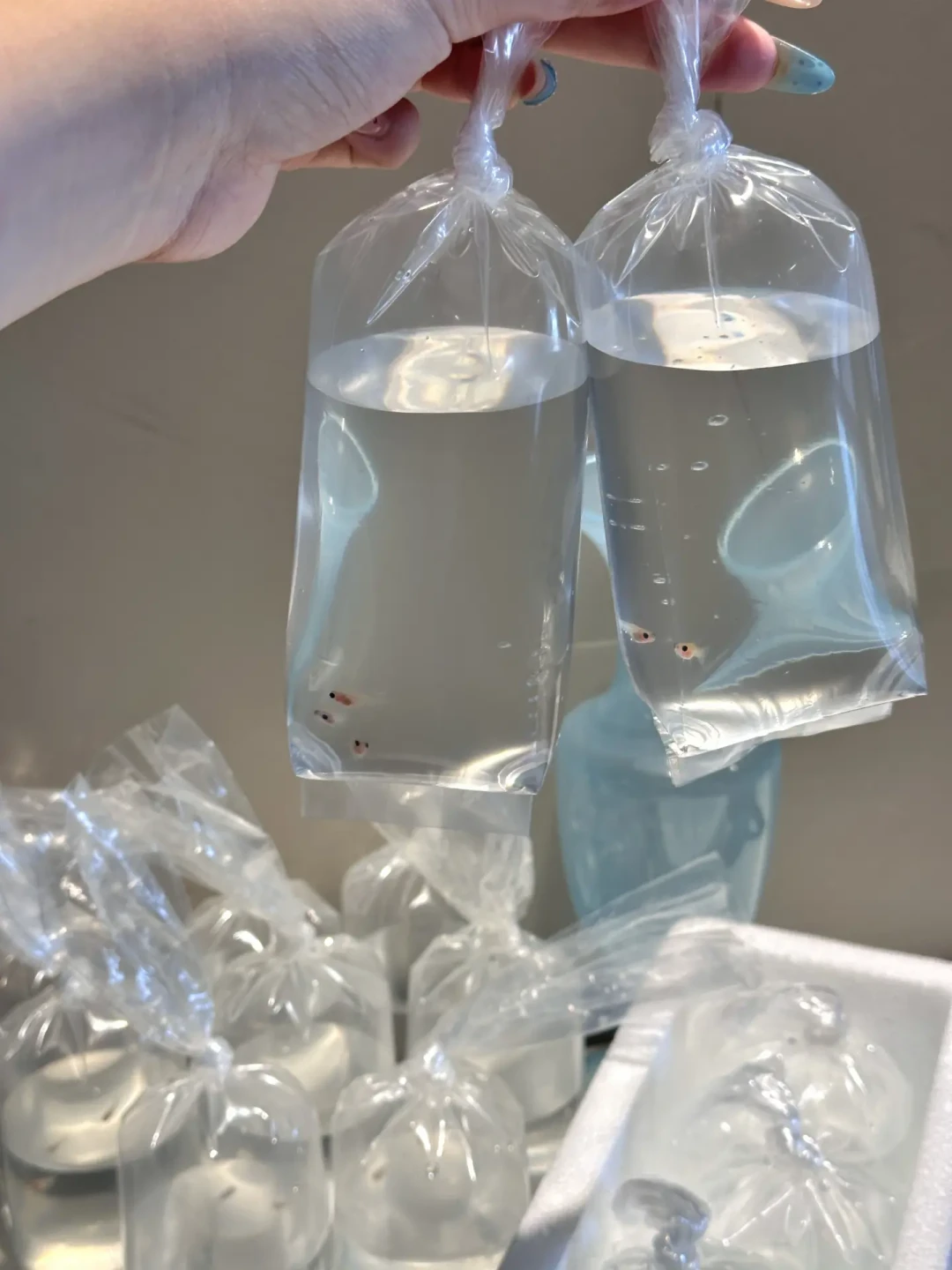 鱼到家时还活着,过完水却开始一条条死:翻完全网夏季网购鱼记录,这份伏天“下单时间表”和避坑流程请收好