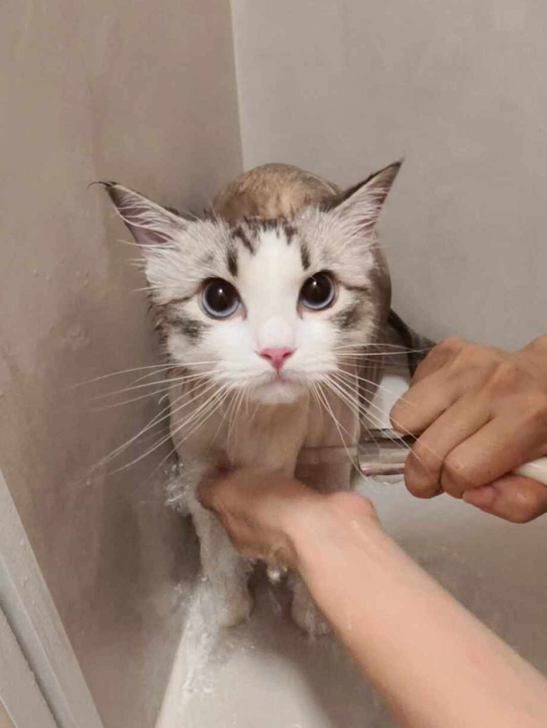 猫到底多久洗一次澡?「不洗派」和「月月洗派」吵了1393条评论,其实第一步就问错了