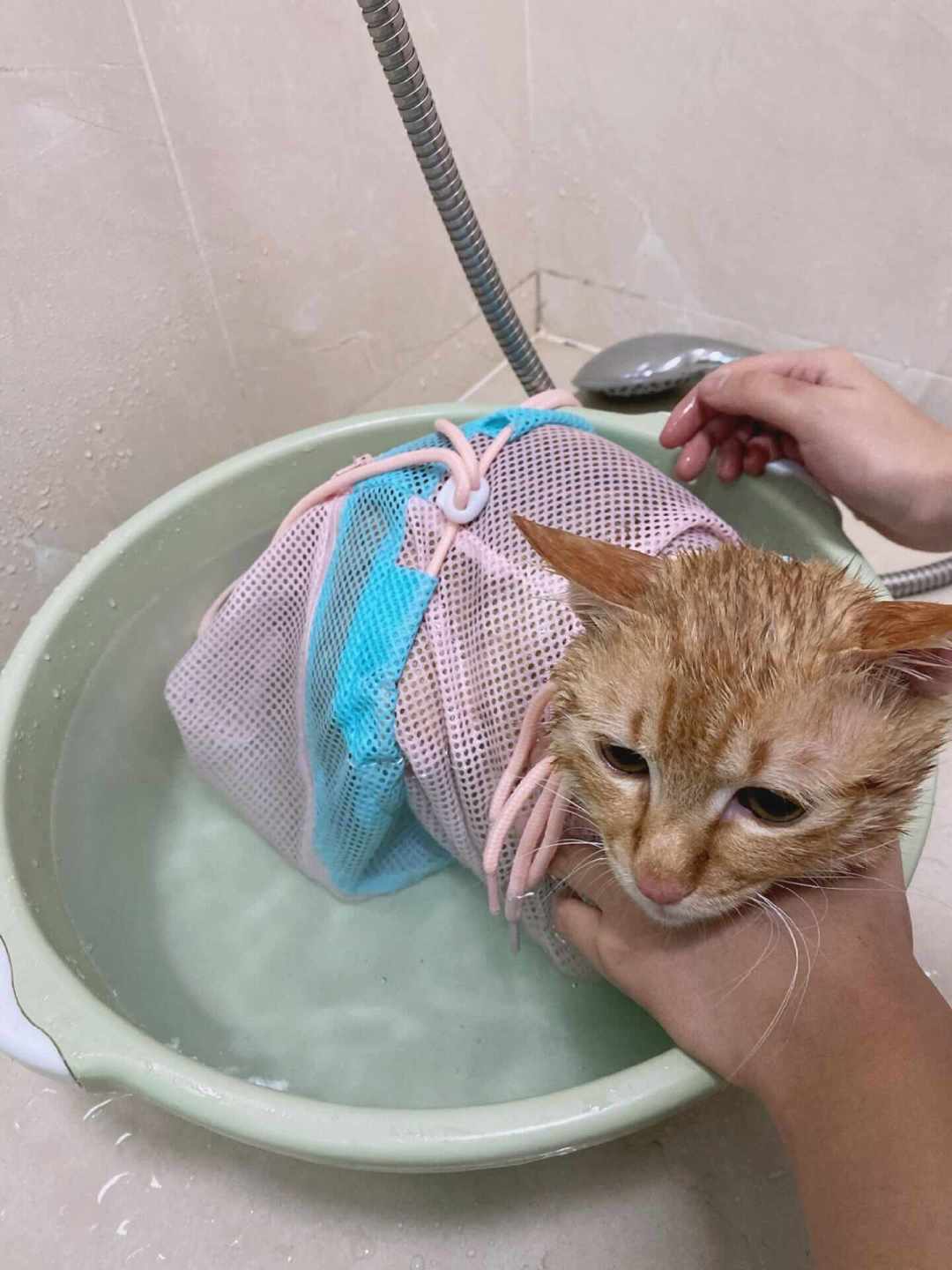 猫到底多久洗一次澡?「不洗派」和「月月洗派」吵了1393条评论,其实第一步就问错了