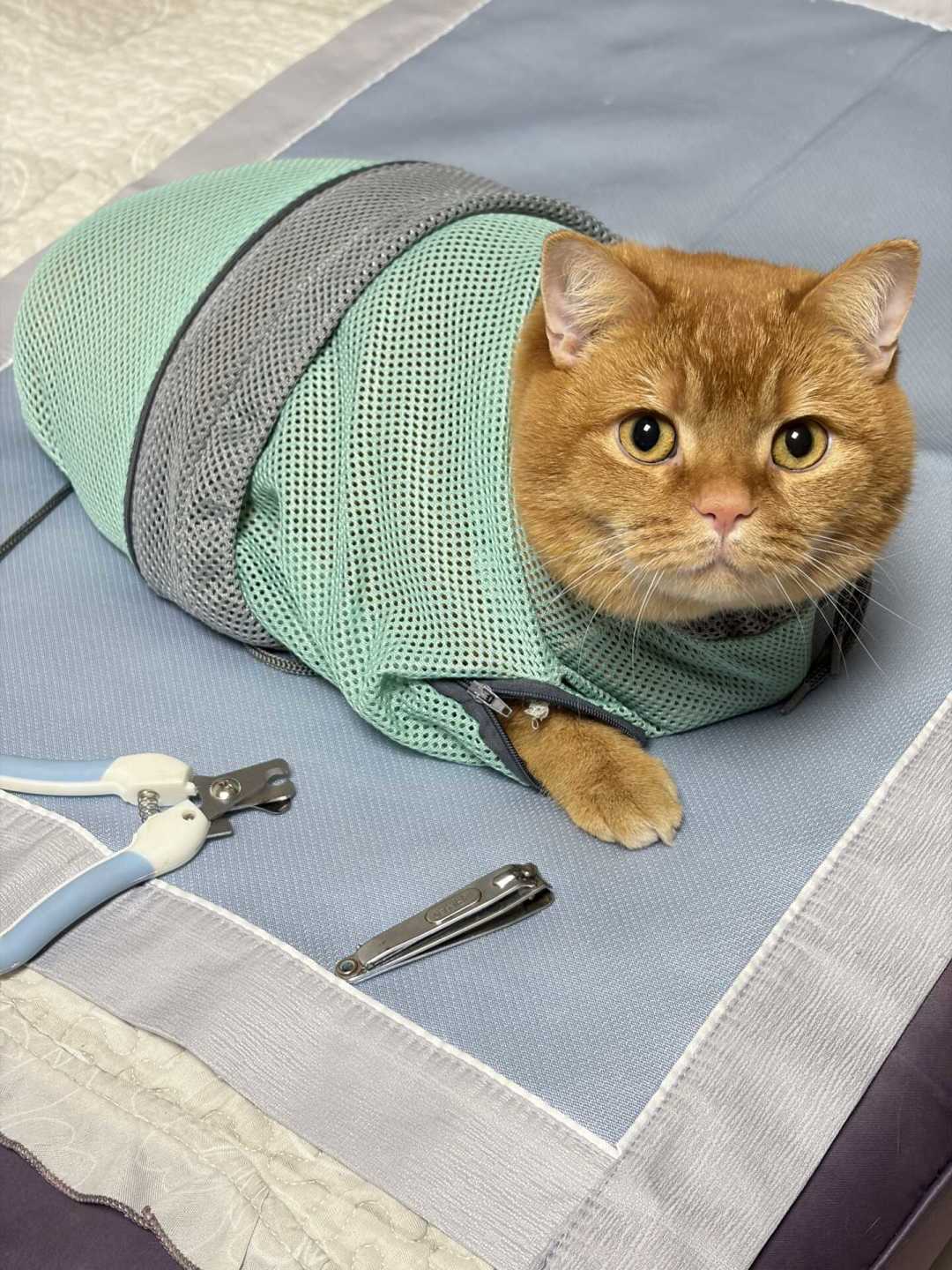 猫到底多久洗一次澡?「不洗派」和「月月洗派」吵了1393条评论,其实第一步就问错了