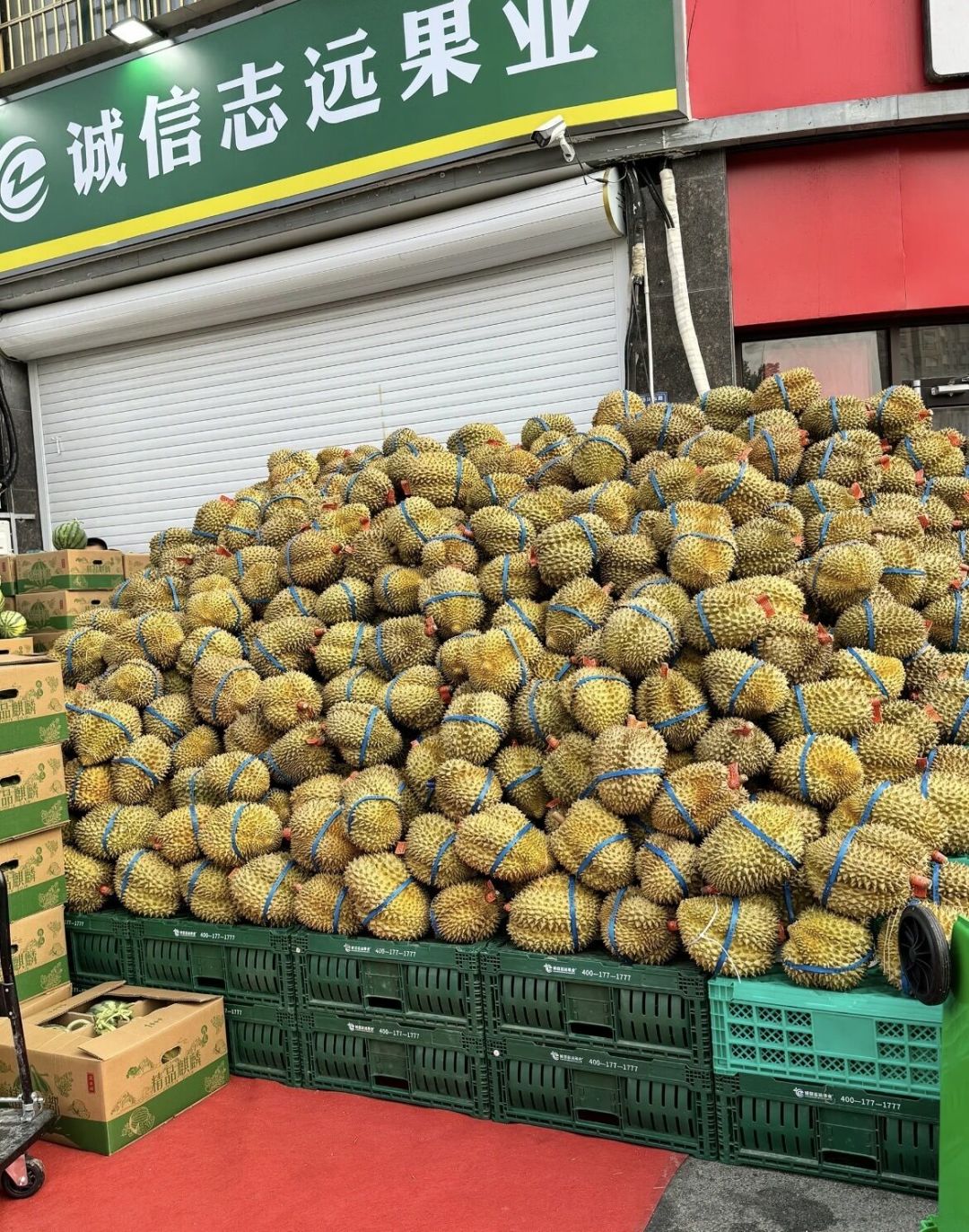 榴莲批发价涨回20元:这波反弹有“有效期”,下一波低价可能要等节后