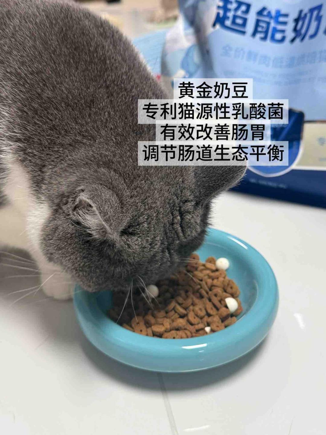 「千猫瘫痪」未定论，金故又翻车：给猫换粮前，先看这4个事实和3条红线