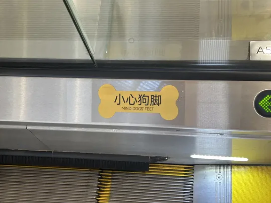 疯传的表说33℃以上绝对禁遛,评论区却喊“狗得憋死在家里”:三伏天遛狗到底怎么遛
