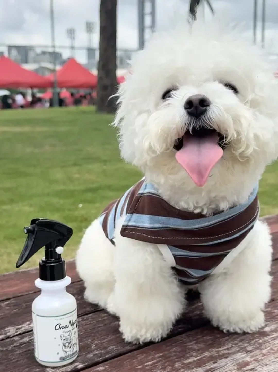 疯传的表说33℃以上绝对禁遛,评论区却喊“狗得憋死在家里”:三伏天遛狗到底怎么遛