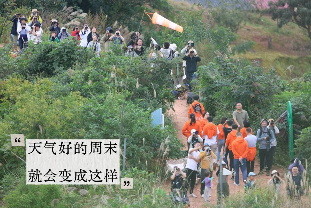 秋迁分四波,别一波all in:现在追林鸟波,9月等猛禽波,水鸟波急不得
