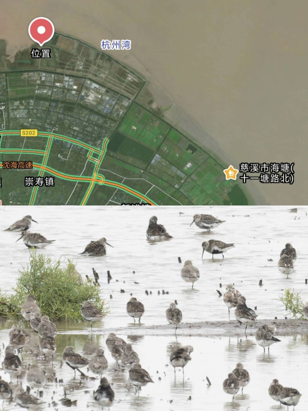 秋迁分四波,别一波all in:现在追林鸟波,9月等猛禽波,水鸟波急不得