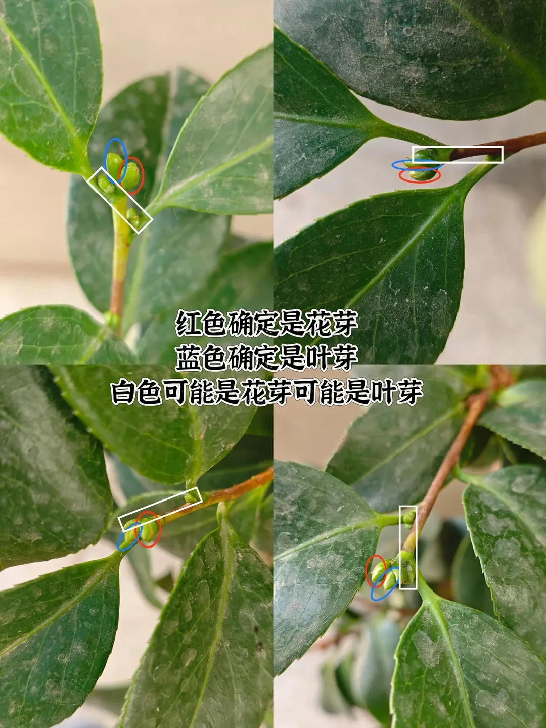 茶花、绣球、桂花今年开不开，基本就定在8月最后这两周了