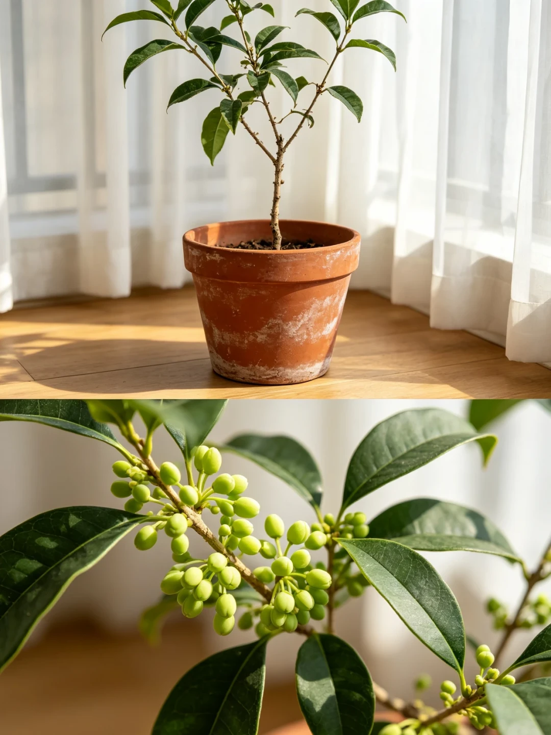 茶花、绣球、桂花今年开不开，基本就定在8月最后这两周了