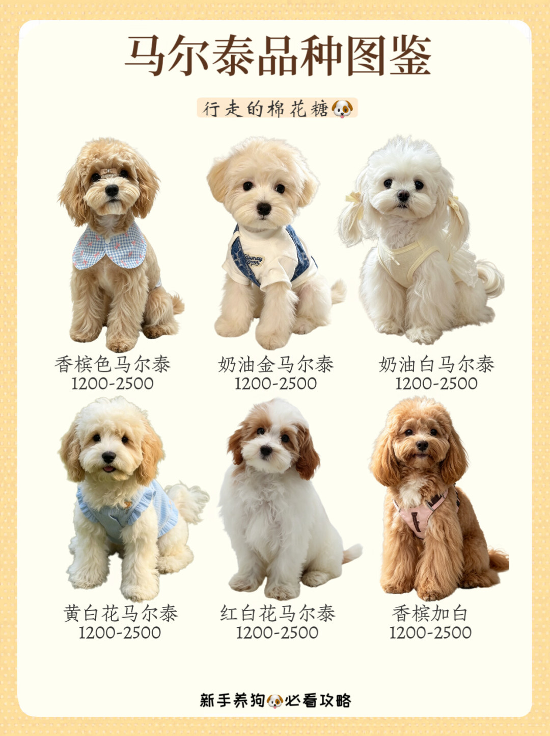 养哪只狗别凭一时冲动:全网讨论最热的10个热门犬种,价格、月开销和容易踩的坑都给你整理好了