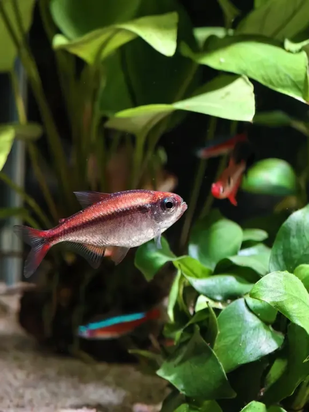 秋老虎还没走，别急着给鱼贴秋膘：处暑前把喂食、撤风扇、开加热棒这三件事想清楚