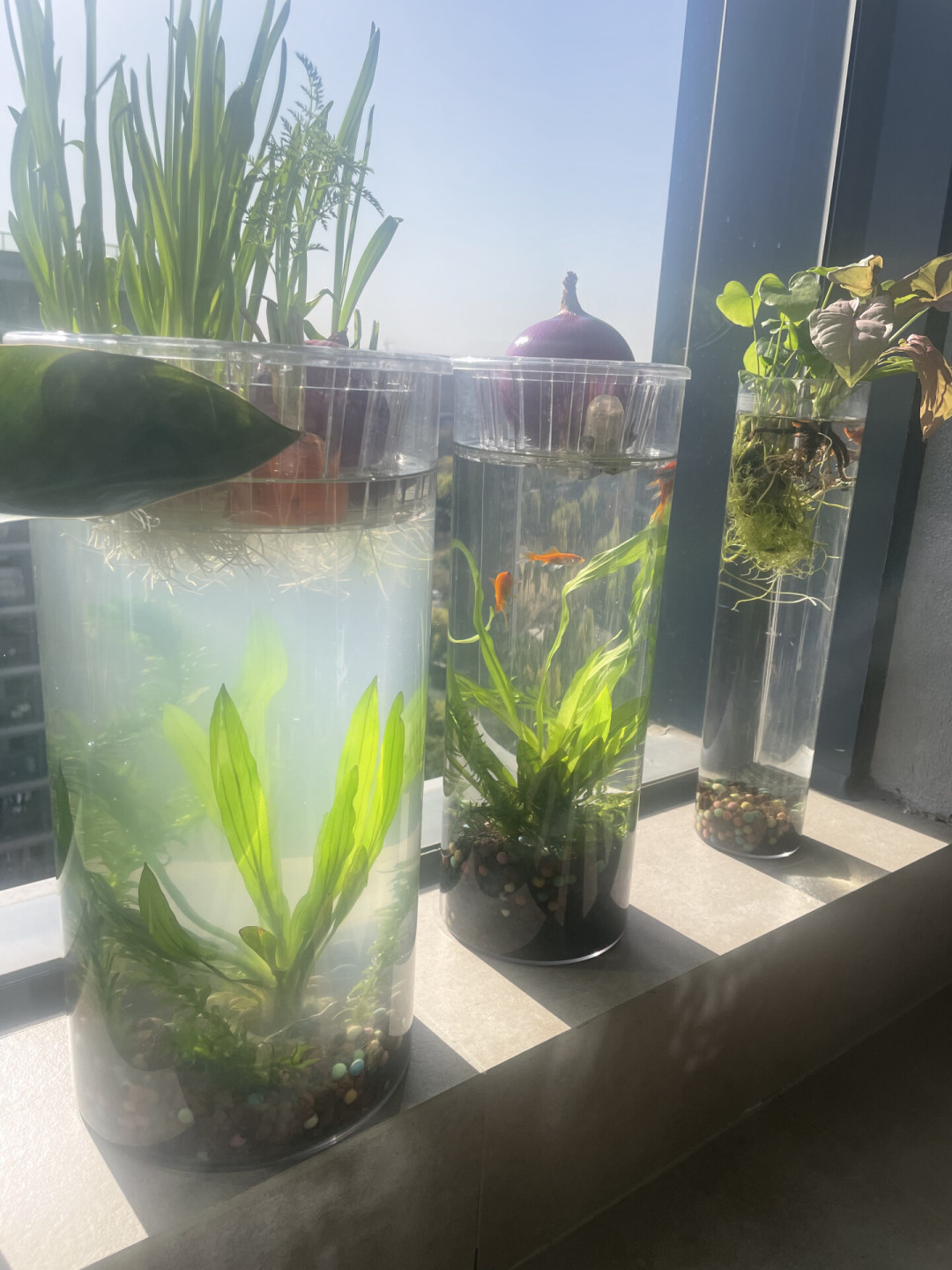 硝化细菌是智商税？有人送检了一瓶：真正的硝化菌不足1%，但这两种情况例外