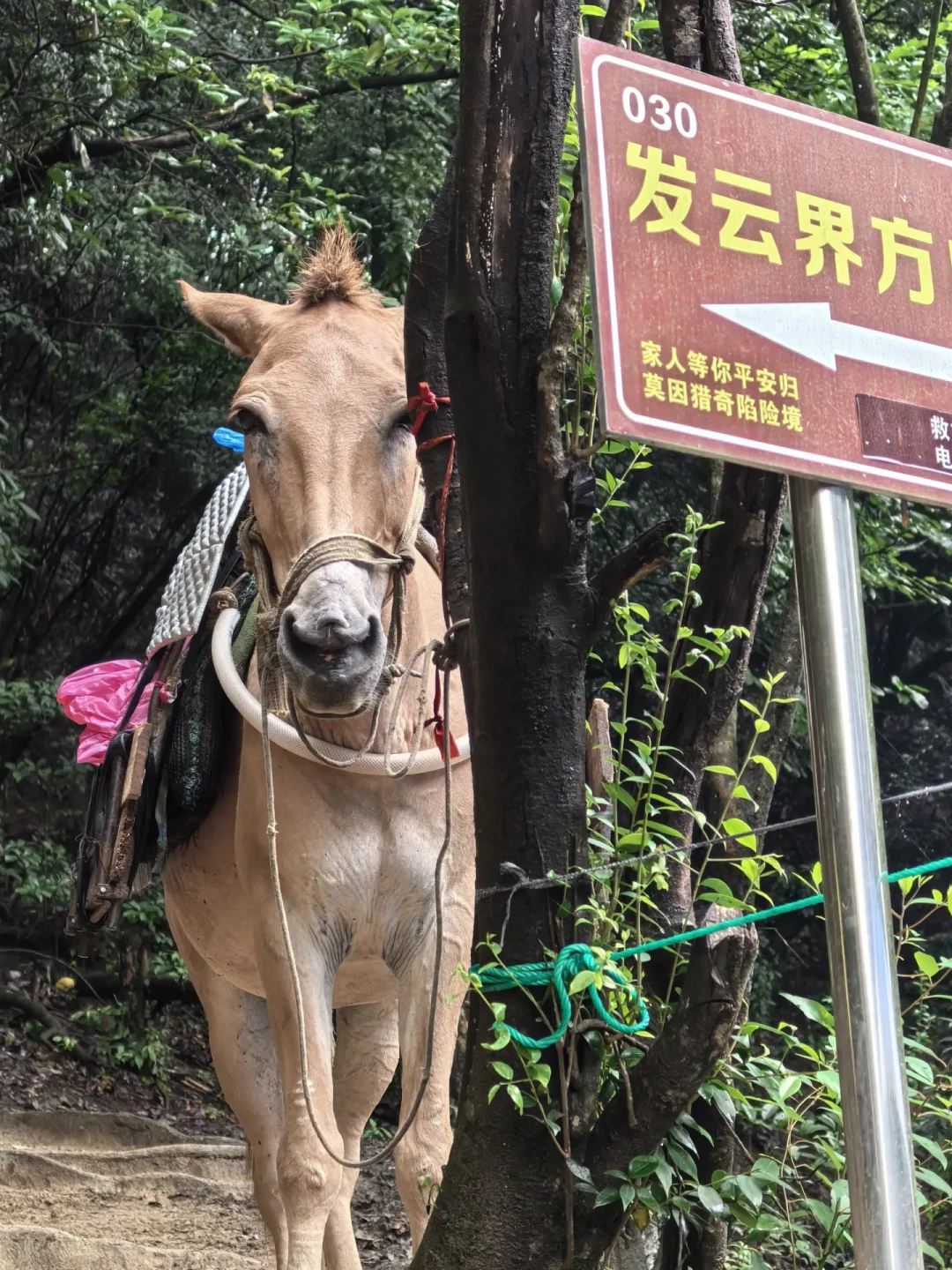 有人赌到云海,有人喊再也不来了:武功山8月的天气赌局,其实可以算