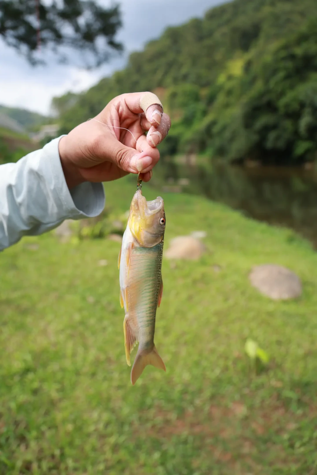 “15是门槛、18是惊喜、20+是传奇”:20cm的马口到底几岁,遇上了该怎么办