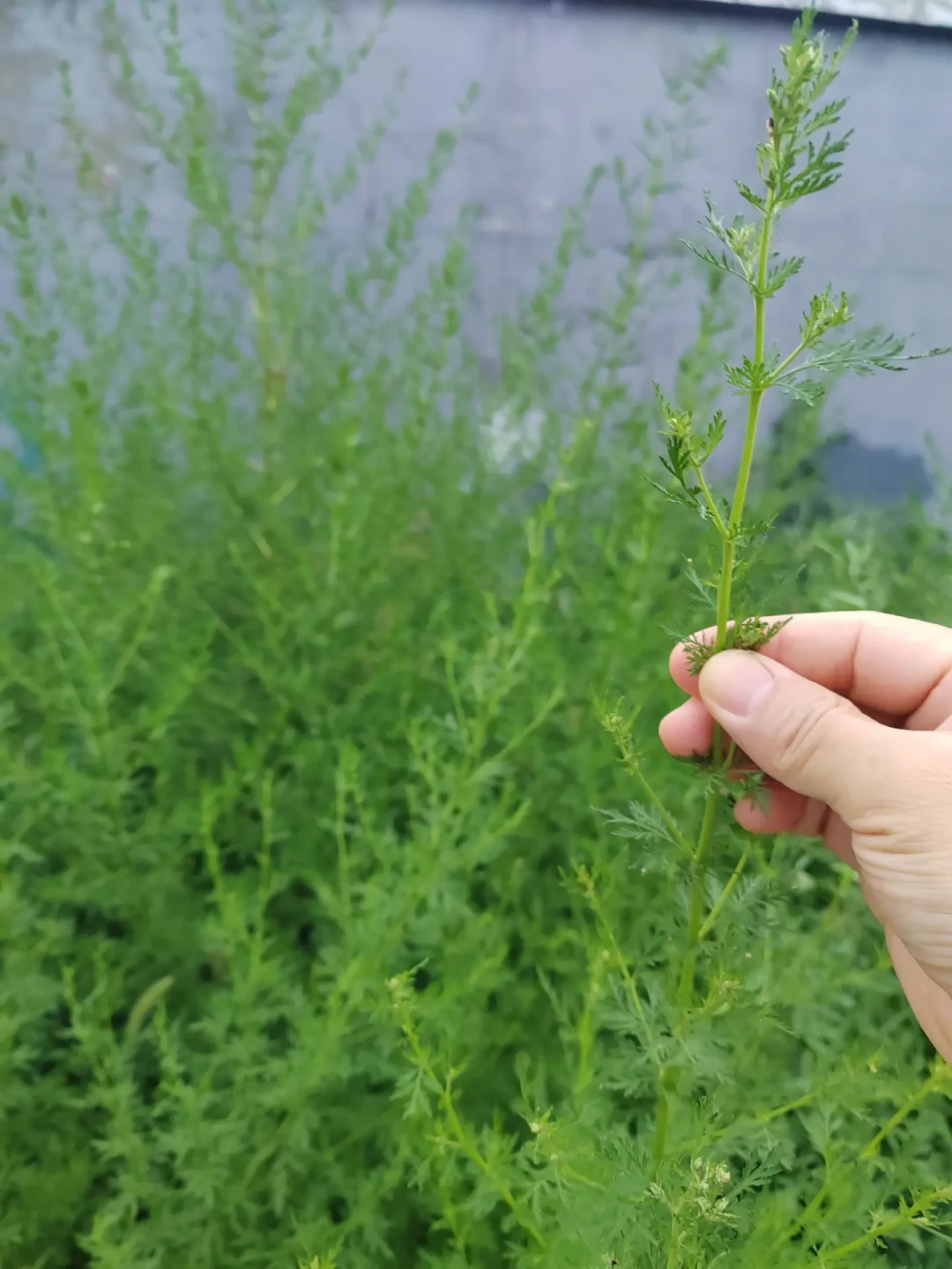 以为是避暑吹感冒了？北方花粉警报接连亮起：鼻炎党森林浴前先看下这份避坑指南