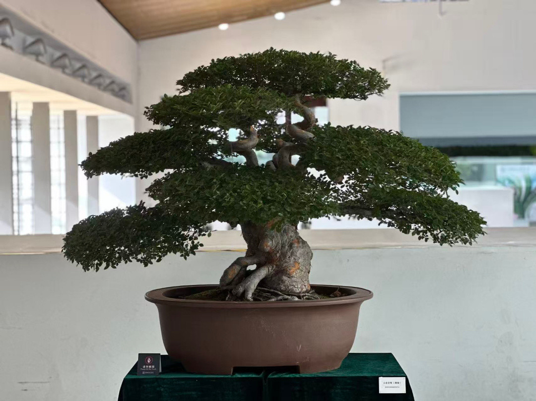 七夕去赴一场石头的约:园博馆最大赏石展开幕,本周末黄金观赏期,三分钟学会看石头