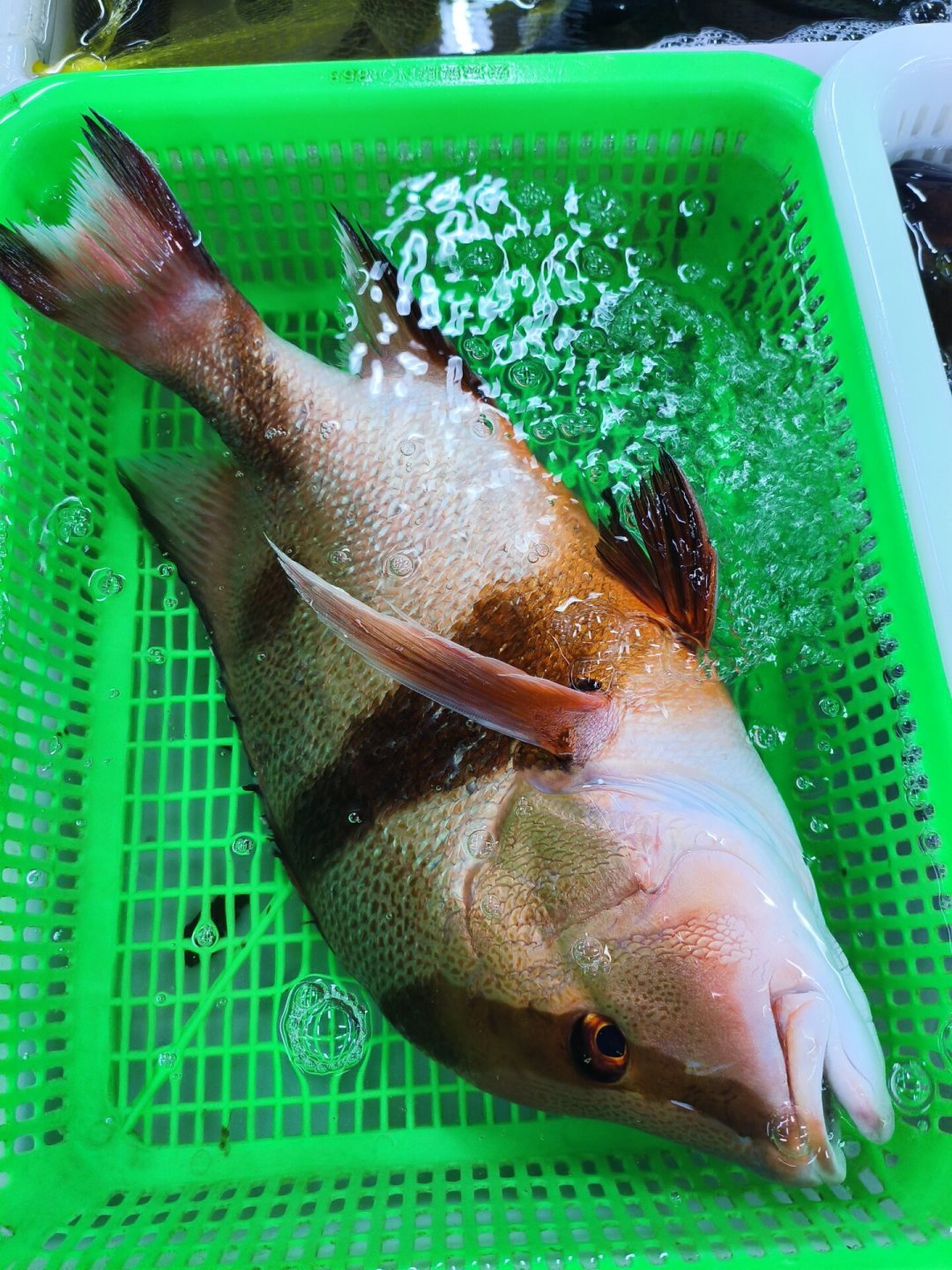 开海后海鲜价格大跳水,但摊上的“开渔第一鲜”不一定是第一网渔获:下单前先看这4点