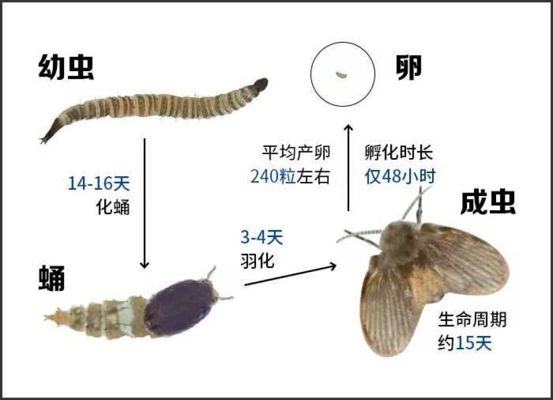 喷了一个月还喷不死,最后源头竟在吊顶里:蛾蚋进入年度高发期,先找老巢再谈用药
