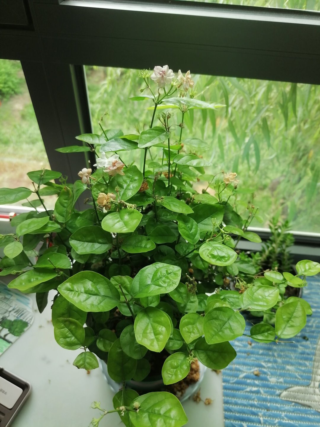 刚买的茉莉直掉花苞？先分清这四种：三种能救，第四种从你付款那一刻就注定了