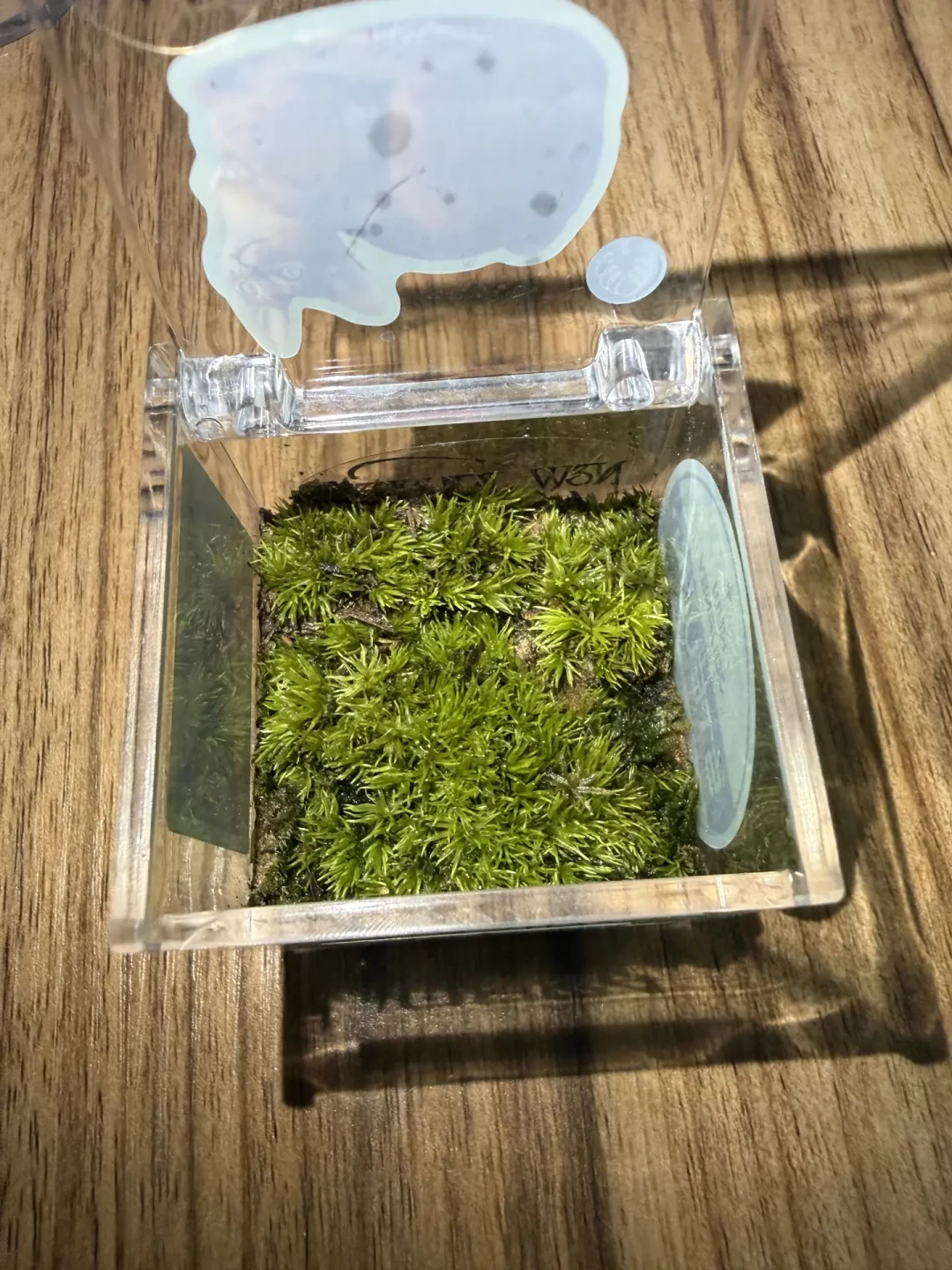 张新成演唱会送的那盒小苔藓开始发黄了?一份奶茶钱的养活指南请收好