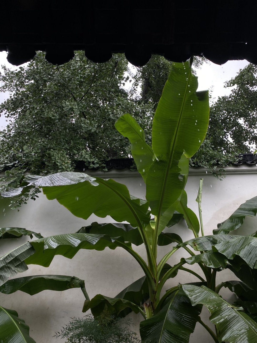 台风都没淹掉的苏州园林，“四水归堂”的水到底流去哪了