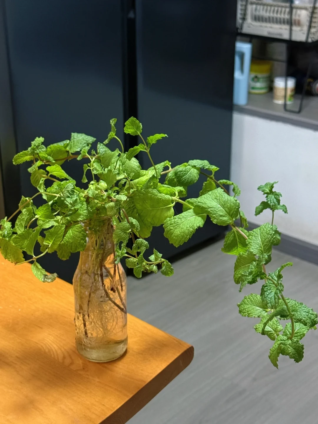 薄荷徒长、底部空膛、抽花穗?八月中下旬剃头决策指南:三种状态三种剪法,剪错就要多等半年