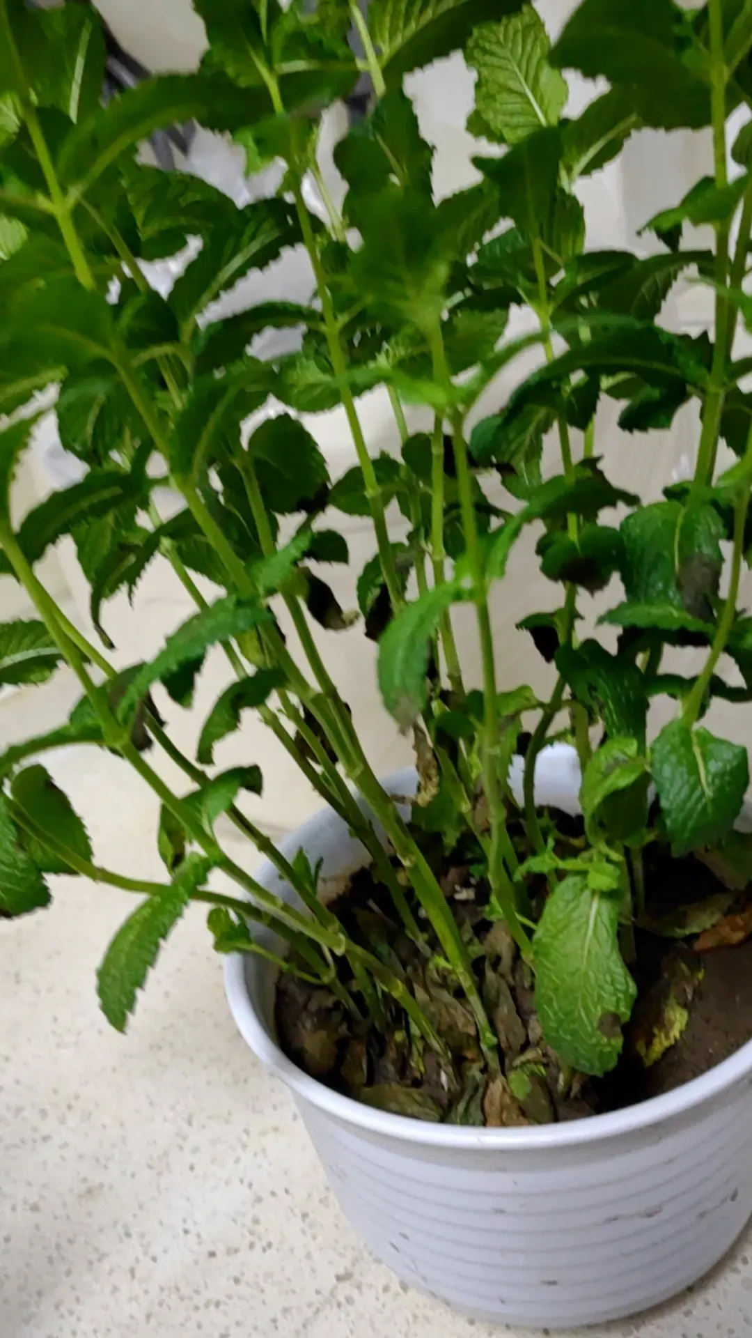 薄荷徒长、底部空膛、抽花穗?八月中下旬剃头决策指南:三种状态三种剪法,剪错就要多等半年