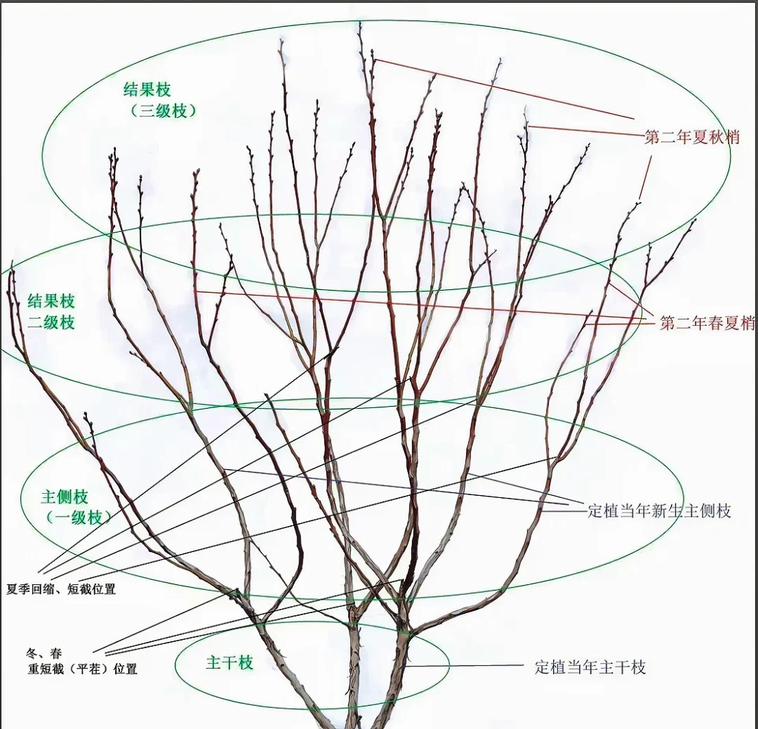 8月盆栽蓝莓到底剪不剪:教程互相打架,有人已经剪死了,这篇把判断说清楚