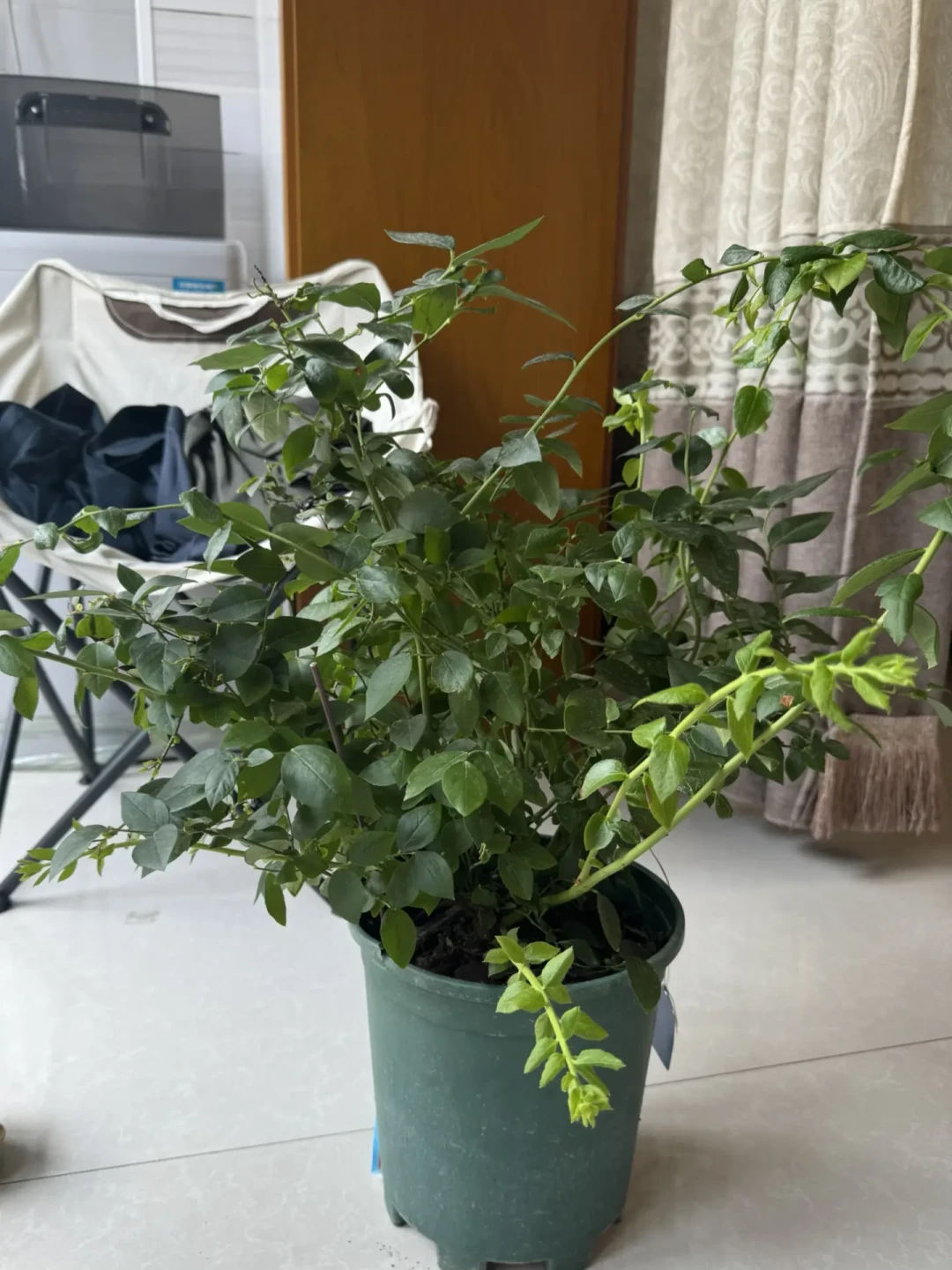 8月盆栽蓝莓到底剪不剪:教程互相打架,有人已经剪死了,这篇把判断说清楚