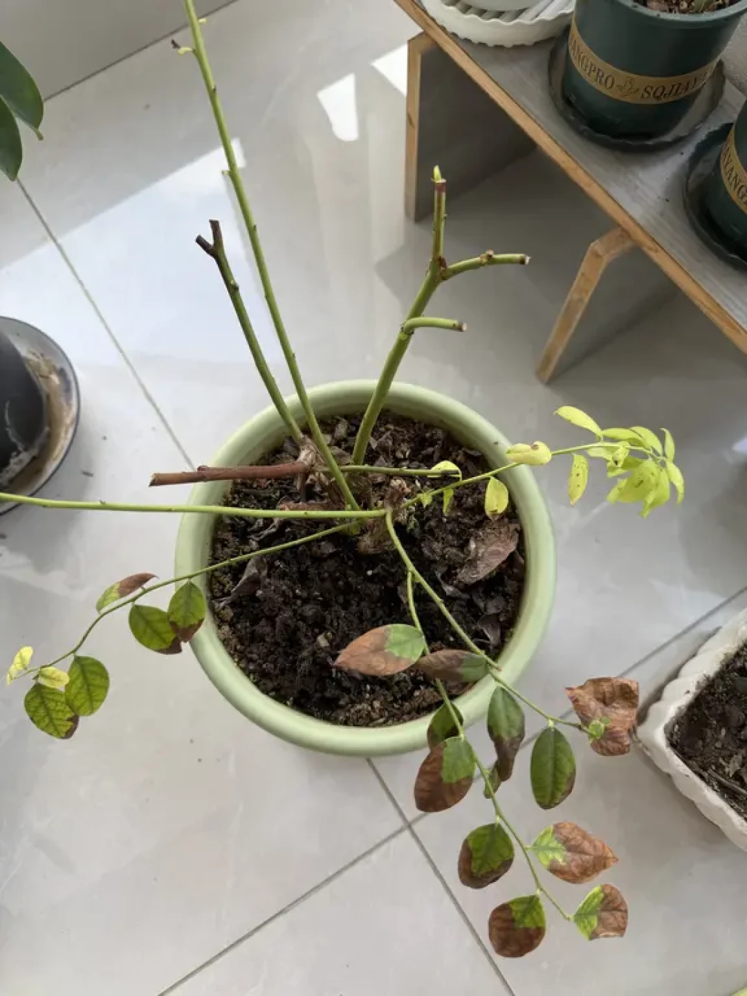 8月盆栽蓝莓到底剪不剪:教程互相打架,有人已经剪死了,这篇把判断说清楚