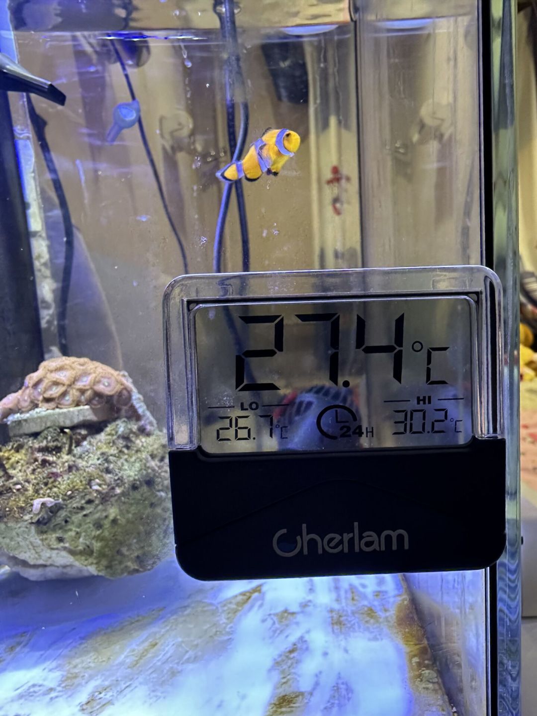 水温破30℃,珊瑚快化了:海缸降温5种方案,全网的优缺点和坑都帮你整理好了