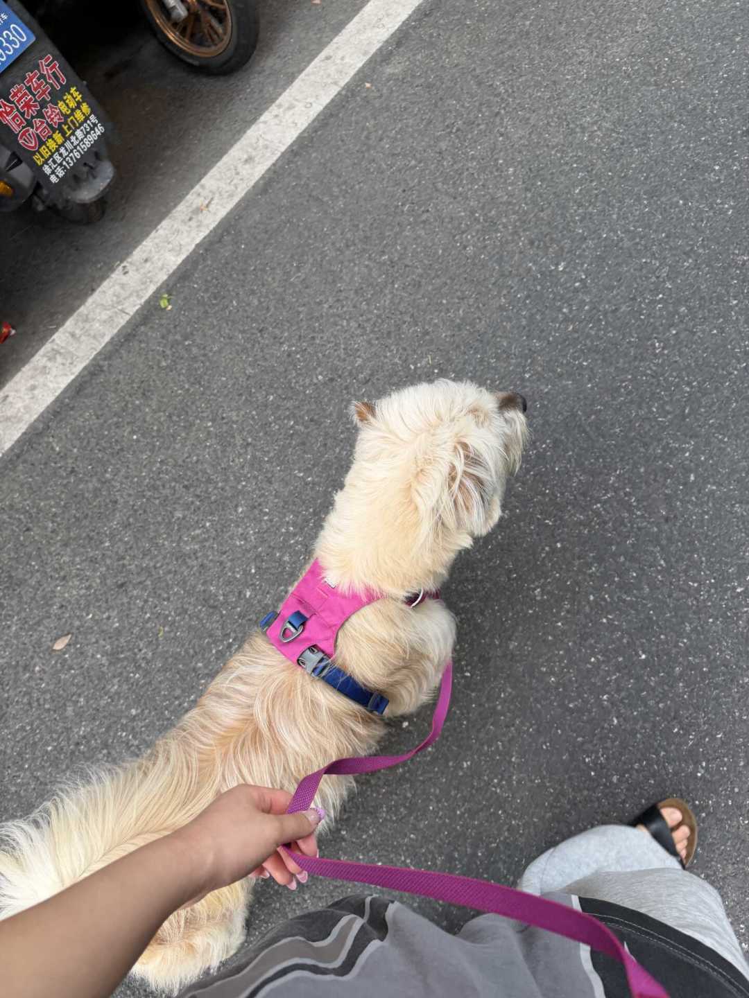零食失灵不是正向训练的错:给“反应犬”花钱报班前,先算清这笔账