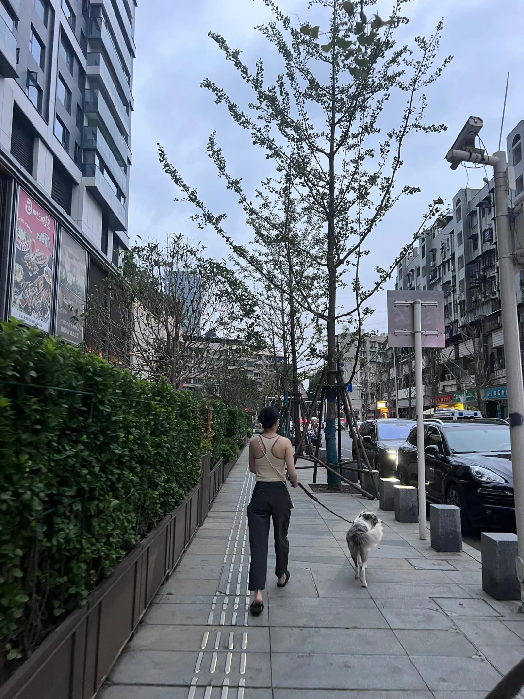零食失灵不是正向训练的错:给“反应犬”花钱报班前,先算清这笔账