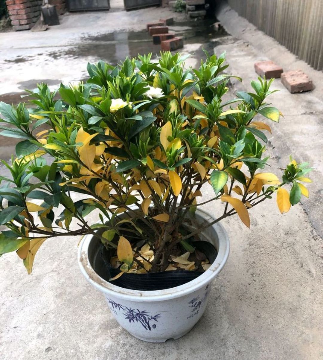 栀子花8月黄叶掉苞?先别急着浇硫酸亚铁,这个“时间窗口”更要命