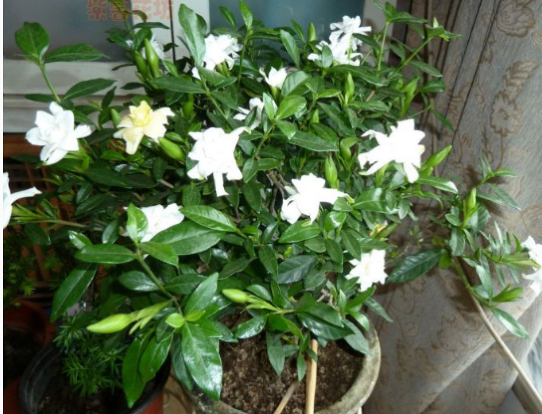 栀子花8月黄叶掉苞?先别急着浇硫酸亚铁,这个“时间窗口”更要命