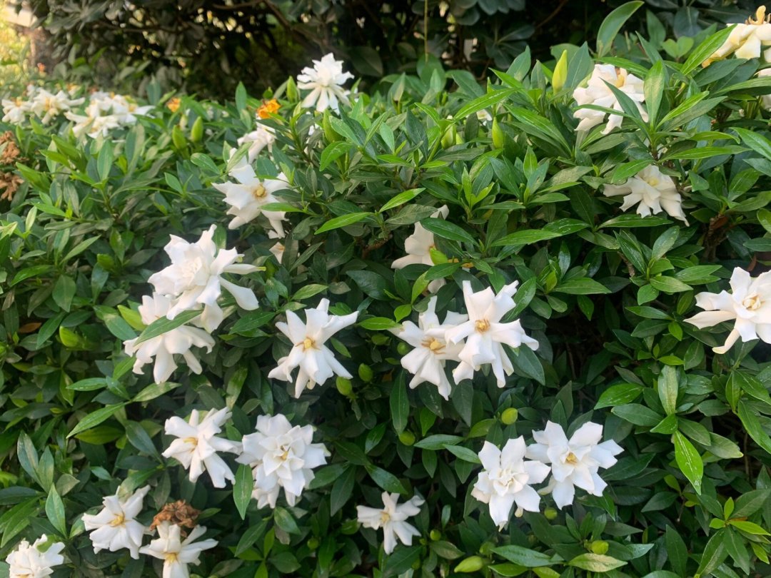 栀子花8月黄叶掉苞?先别急着浇硫酸亚铁,这个“时间窗口”更要命