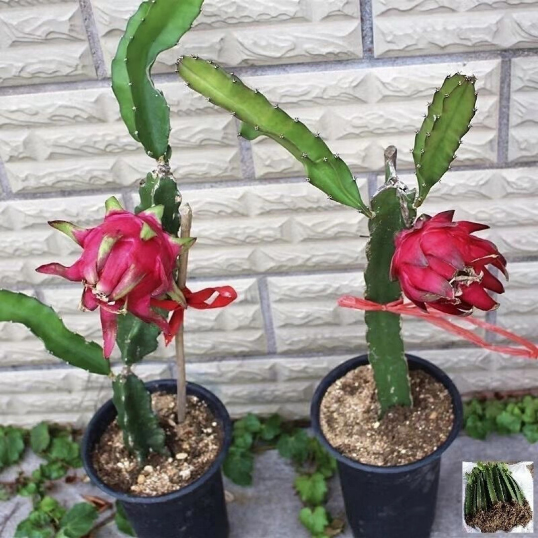 火龙果只开花不结果?先查这4个原因,今晚的花还能救