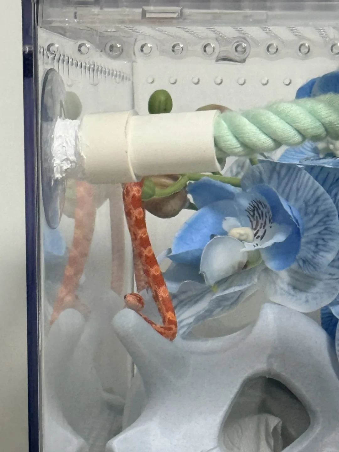 养蛇的32℃红线:全网翻了一遍降温经验,整理出三档方案和一套急救流程