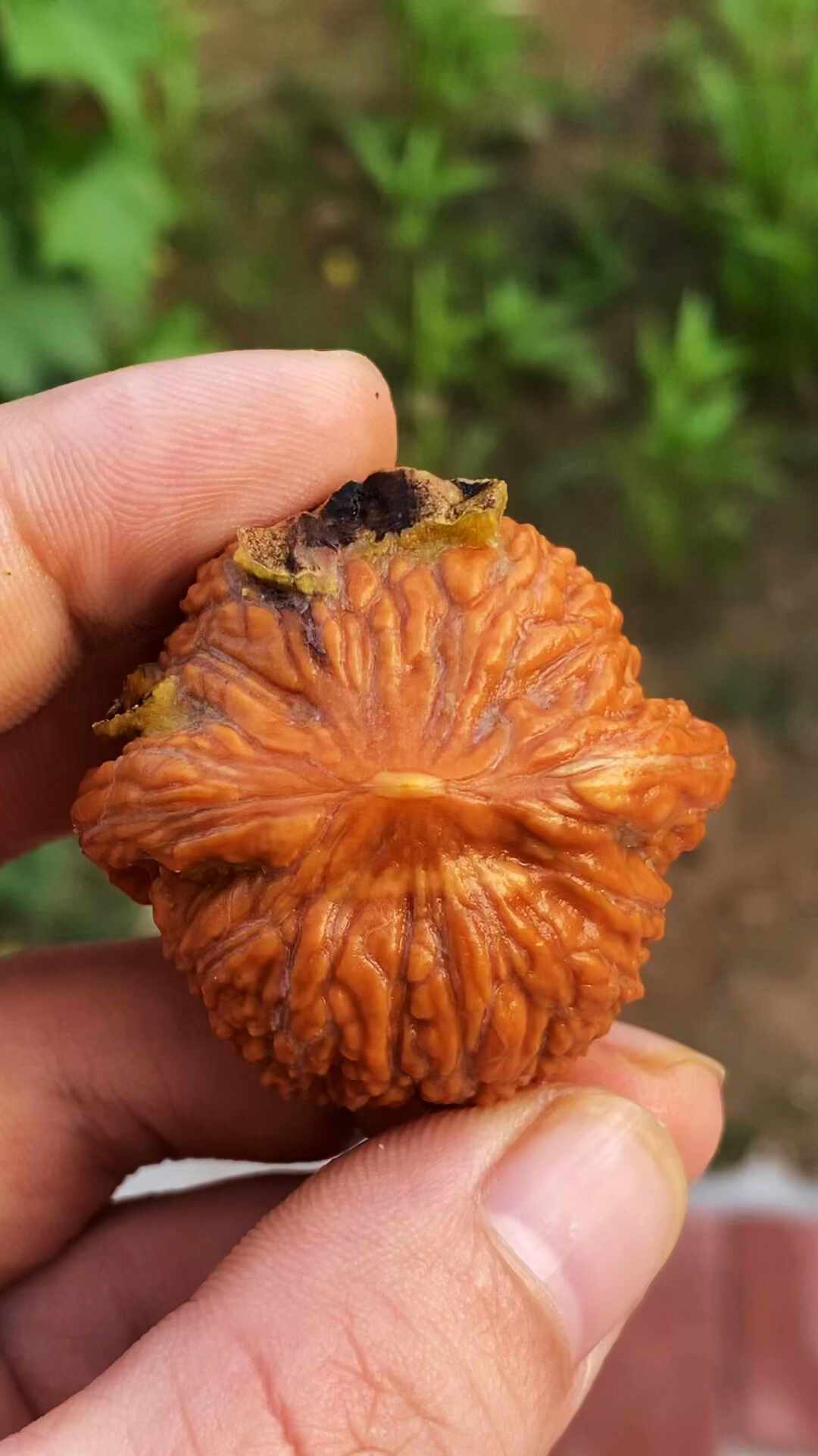 核桃下树季，两个故事满天飞：