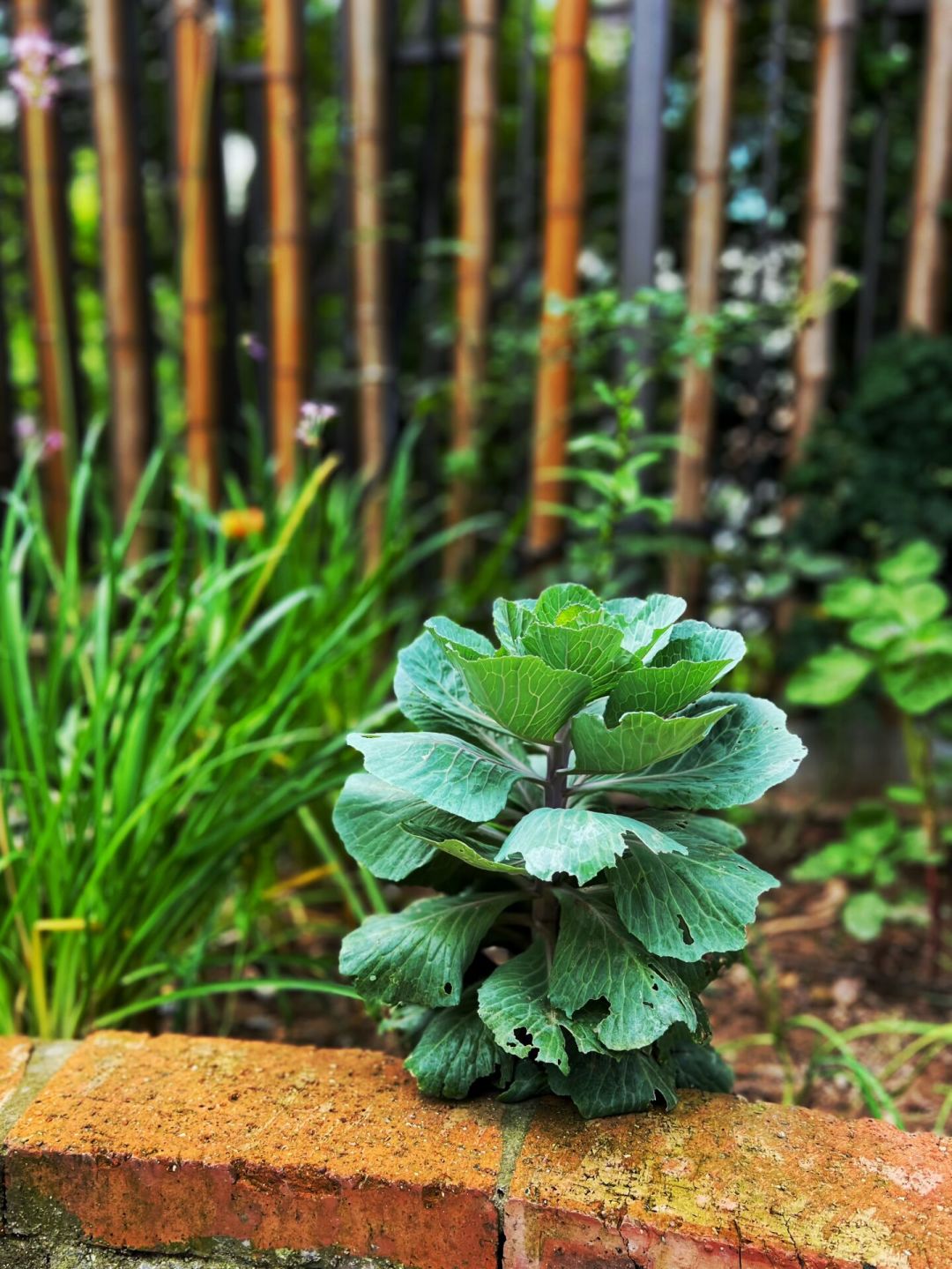 阳台种植的叶菜