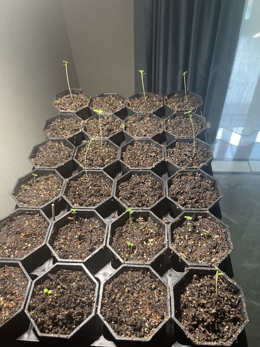 高温期徒长的菜苗