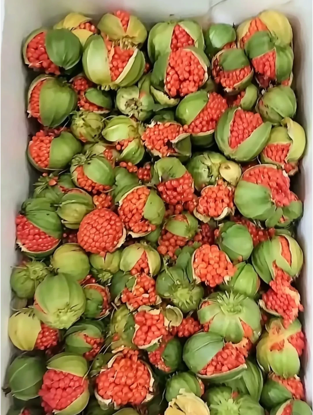 四种植物都叫“重楼”,只有一种是七叶一枝花:价格跌到400元一公斤,秋播入手前先避坑