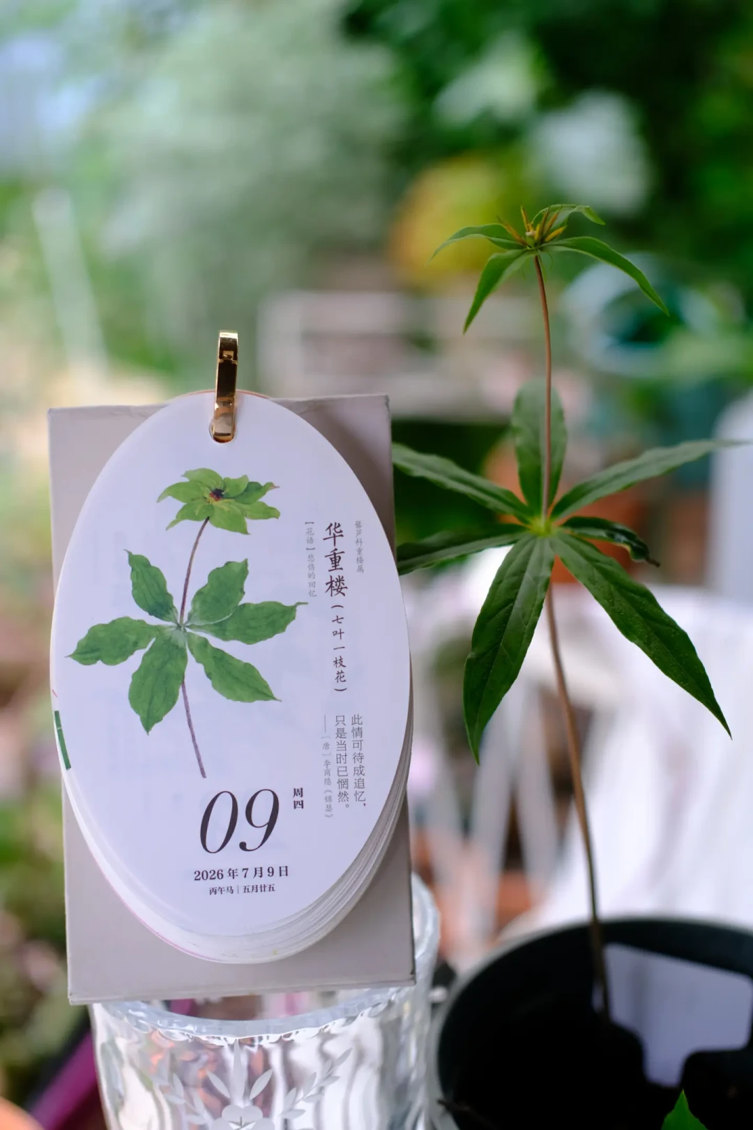 四种植物都叫“重楼”,只有一种是七叶一枝花:价格跌到400元一公斤,秋播入手前先避坑