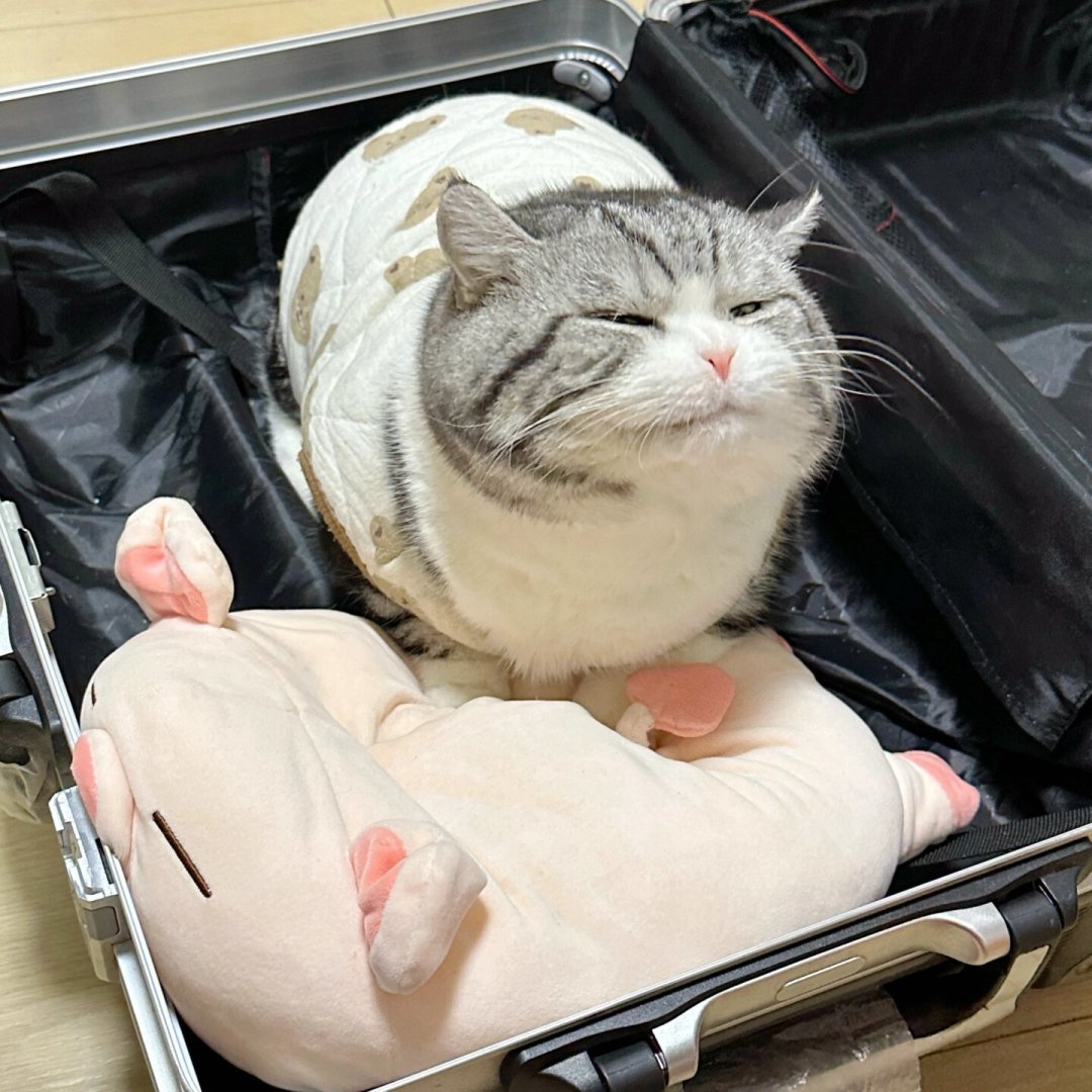 起司猫不是橘猫,三花不是品种:你喊的