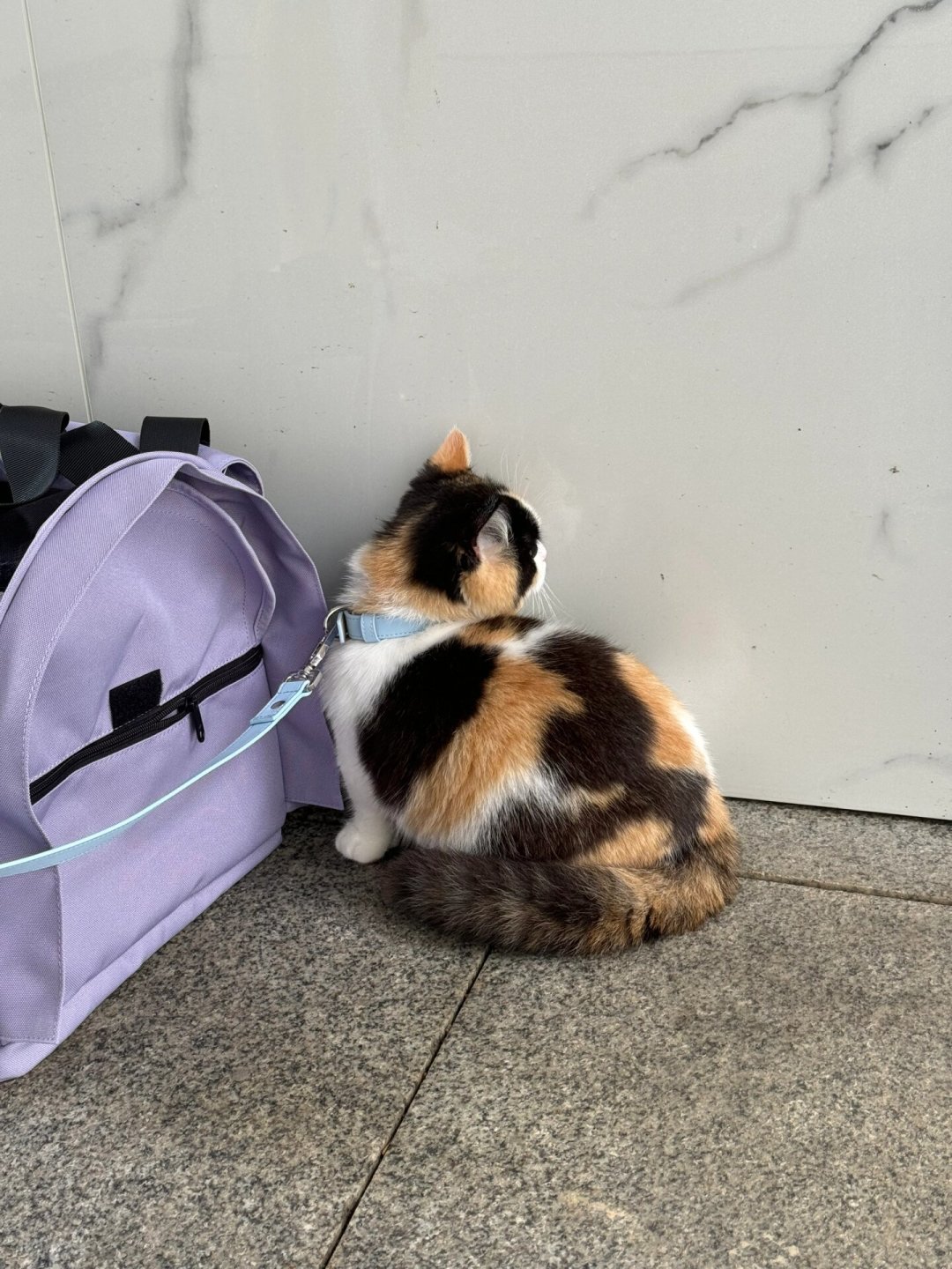 起司猫不是橘猫,三花不是品种:你喊的