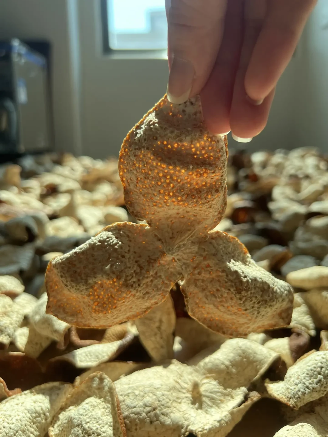 八月陈皮一软就急着晒？新皮怕霉、老皮怕晒，先看年份再看状态