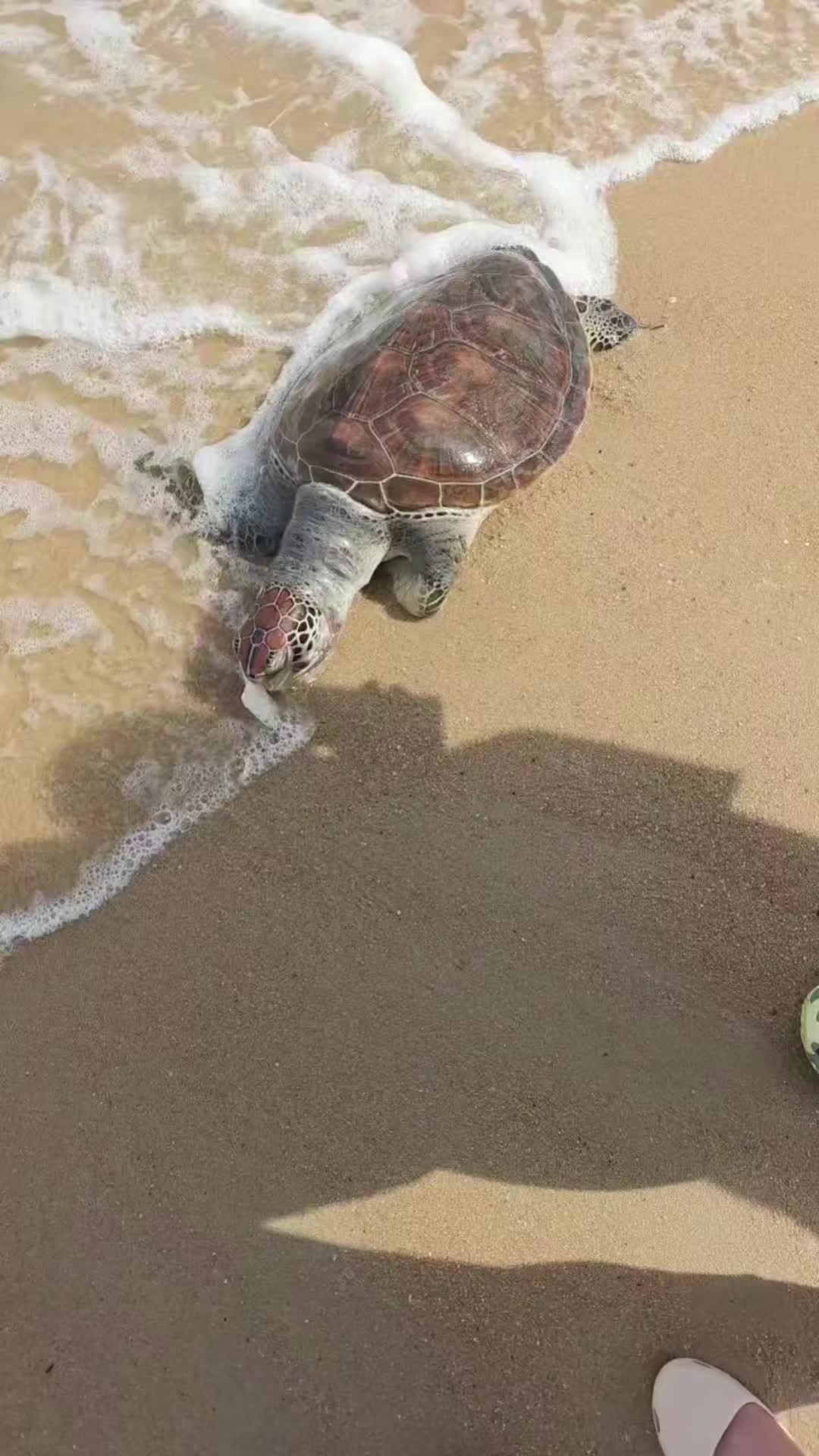 深圳较场尾一只国家一级保护绿海龟搁浅死亡:遇到搁浅海洋动物,救错了比不救更致命